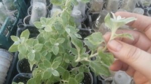 ГЕЛИХРИЗУМ (БЕССМЕРТНИК) ЧЕРЕШКОВЫЙ VARIEGATA маточник, черенкование и формирование.