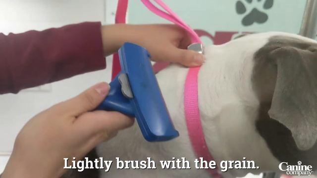 How To Deshed Short Hair Dogs смотреть онлайн