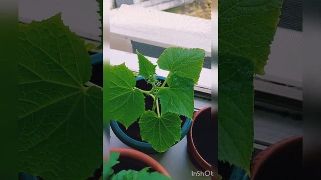огород на подоконнике.Что растет ,когда посажено и что мы имеем на сегодняшний день смотреть онлайн