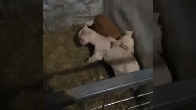 Новые козы. Окот . Малявки смотреть онлайн