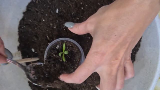 Газания. Выращивание из семян. Пикировка, уход и подкормки. смотреть онлайн