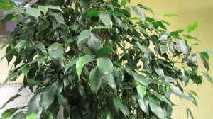 Почему ФИКУС  Бенджамина сбрасывает листья. Основные причины.