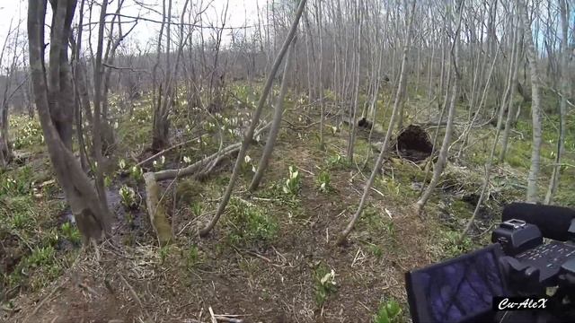 КАМЧАТКА! ЦВЕТЫ ЛИЗИХИТОНЫ. смотреть онлайн