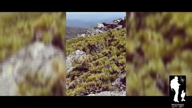 Горы в Приморье г. Голец 1604м смотреть онлайн