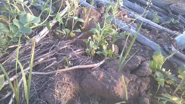 Сапропель-чудо удобрение. смотреть онлайн