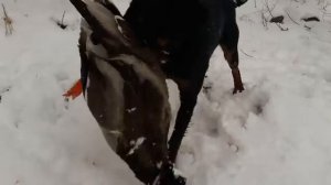 охота с пневматикой хатсан 125 DUCK HUNTING(Evil Hunter)