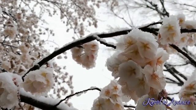 Благоуханием заснеженной зимы. Авторские стихи Karolin Audace #Каролин_Одас #стихи #стихиолюбви смотреть онлайн