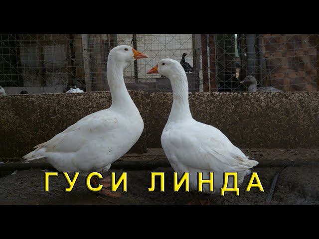 ГУСИ взвешивание. Выгодно ли держать гусей? смотреть онлайн