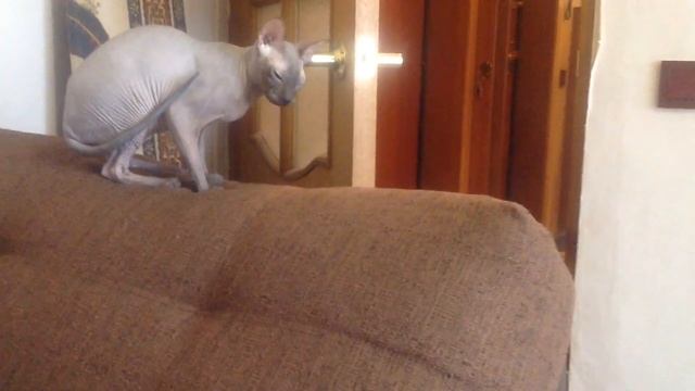 Первое знакомство , сфинксы Доня и Сэм !!! смотреть онлайн