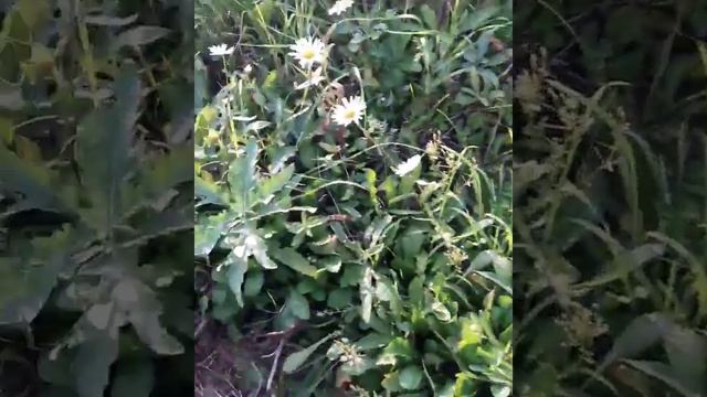 Осенние ромашки 2019 смотреть онлайн