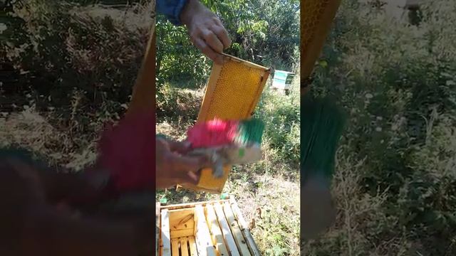 Главный взяток с подсолнуха 2021. Отбор мёда на откачку. Родоначальница К23.