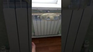 Увлажнитель воздуха своими руками