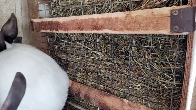 Содержание кроликов по методу Михайлова / КРОЛИКОФЕРМА / Плюсы и минусы