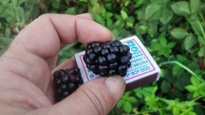 Ежевика небеса могут подождать,сигнальное плодоношение,2 куста с разной агротехникой