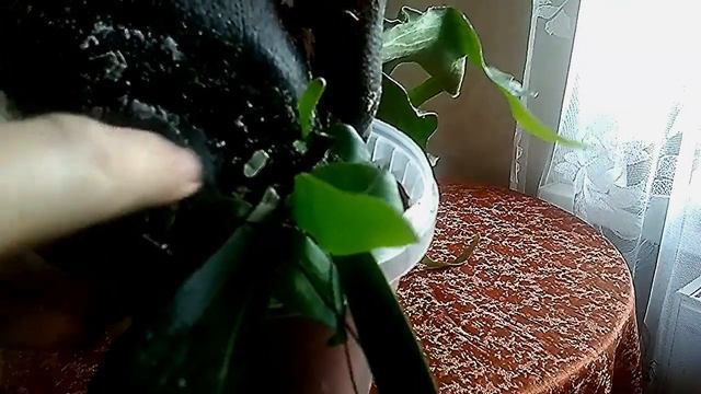 Платицериум  оленерогий (продолжение)