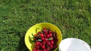 Королева вишня "Сеянец №1".  Дача. 22.07.2020.