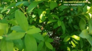 Уход за жимолостью.Мульчируем жимолость