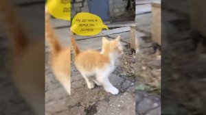 Блог Рыжего кота