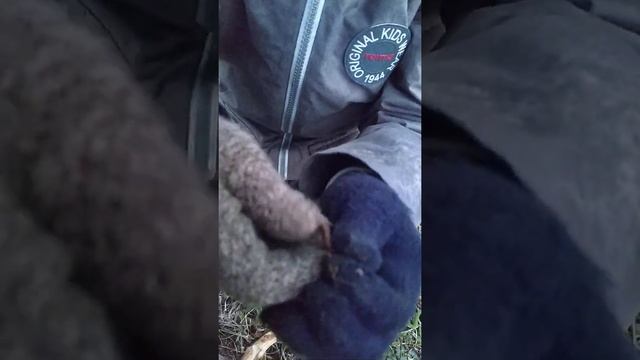 Опасные сороконожки московской области смотреть онлайн