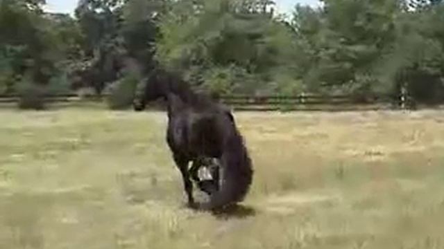 Лошадки класса люкс Свободный бег коня смотреть онлайн