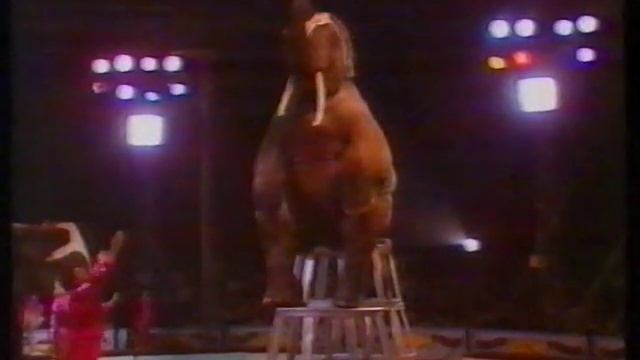 Gärtner`s elephant show Cirkus Berny, Norway 1984 смотреть онлайн
