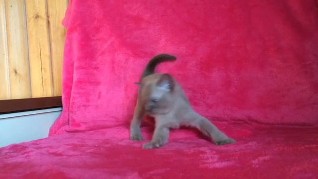 Котенок Бурма шоколад смотреть онлайн
