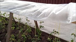 ПАРНИК  со ШПАЛЕРОЙ для ВЫСОКОРОСЛЫХ ТОМАТОВ -  ДЕШЕВО  и СЕРДИТО