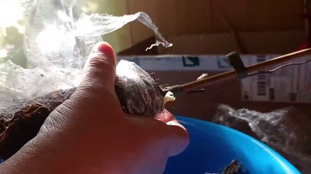 Что делаю с полученными саженцами. смотреть онлайн
