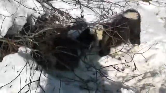 О лосях, кабанах и охотниках часть 3 смотреть онлайн