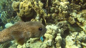 Длинношипая рыба-еж на коралловом рифе отеля Hilton Marsa Alam Nubian. Бухта Абу Даббаб, Египет.