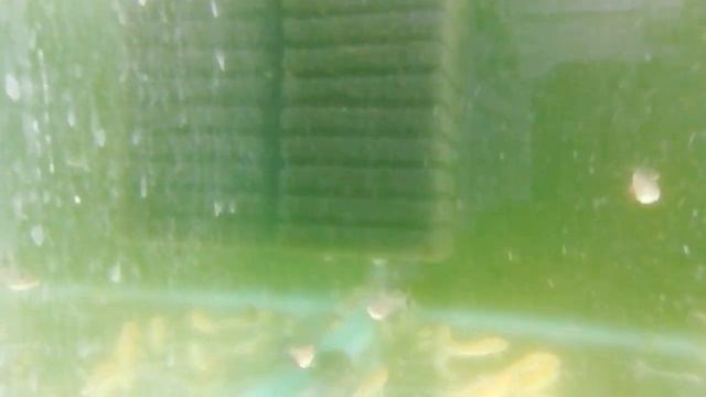 Посетил ЗООМАГАЗИН ТРИТОН смотреть онлайн