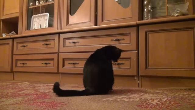 Усыпить кошку на дому Москва смотреть онлайн