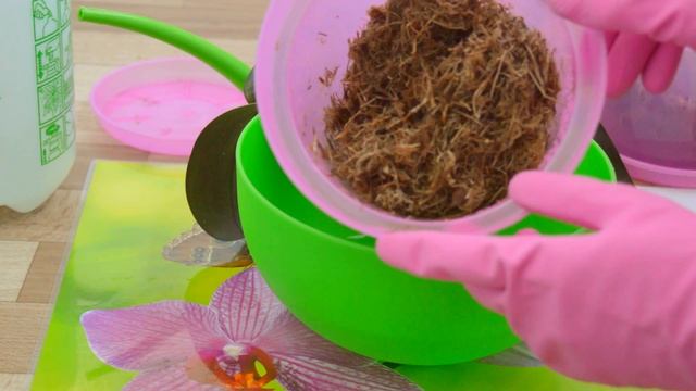 РЕАНИМАЦИЯ ОРХИДЕИ БЕЗ КОРНЕЙ ЯНТАРНОЙ КИСЛОТОЙ #1 смотреть онлайн