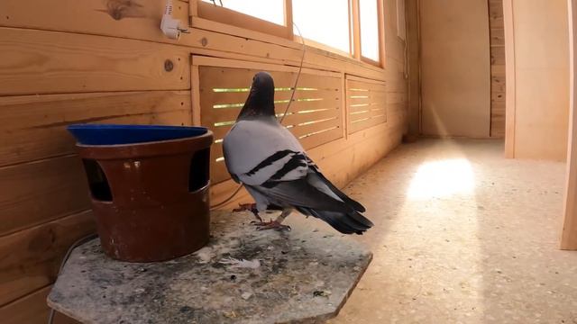 #LOT6 - 05.06.2022 🏁 co za PETARDA 🔥 współpraca z @PIGEBOOK🕊Zbigniew Rodak PZHGP 0309 Szczecin смотреть онлайн