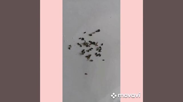 Семена лаванды из своего сада! смотреть онлайн