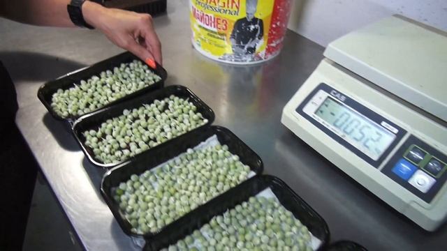 Пошагово выращиваем микрозелень гороха и подсолнечника смотреть онлайн