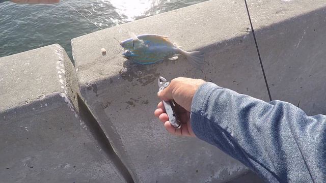 СУПЕР СУПЕР ЭКЗОТИЧЕСКАЯ РЫБА! SUPER SUPER EXOTIC Fish! смотреть онлайн