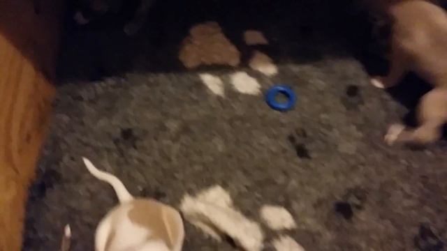 Щенкам месяц. Щенки уиппета Хорленд С смотреть онлайн