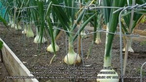 Лук и чеснок на одной грядке: можно ли сажать их вместе