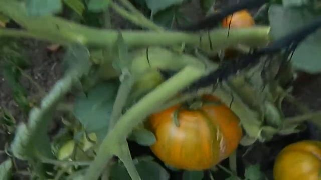 Томат Козула 179. Состояние растения 22 августа в ОГ. смотреть онлайн