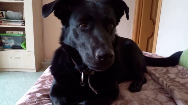 Выкрала 300 г печенья в шоколаде и съела.