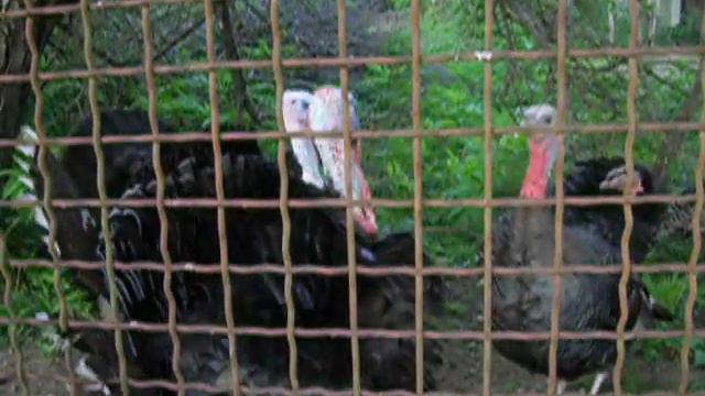 индюки смотреть онлайн