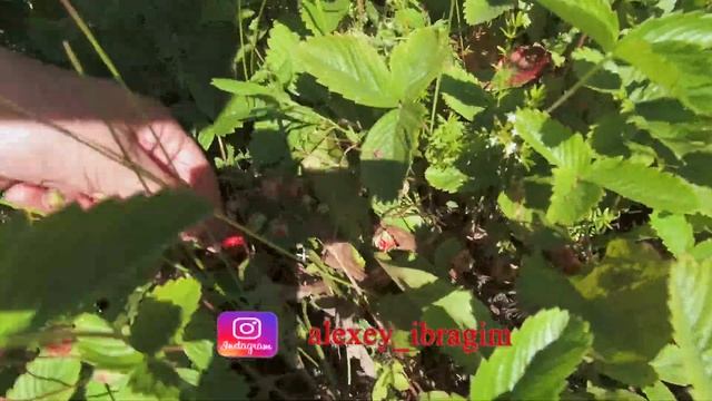 прогулка за иван-чаем и зверобоем смотреть онлайн