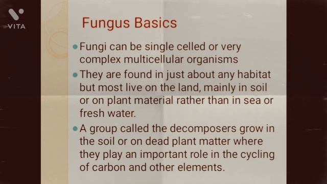 Fungi and Mucor mycosis смотреть онлайн