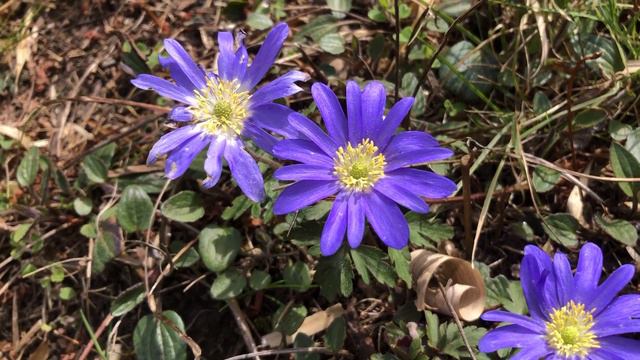 Anemone Blanda Blue Shades