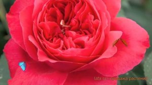 Роза парковая Рубан Руж (rosa ruban rouge) ? роза Рубан Руж обзор: как сажать саженцы розы Рубан Ру