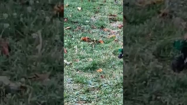 LEGO Dechnic monster jam dragon (slow motion) #2 смотреть онлайн