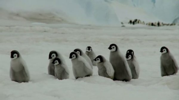 Жизнь пингвинов Pinguins' life