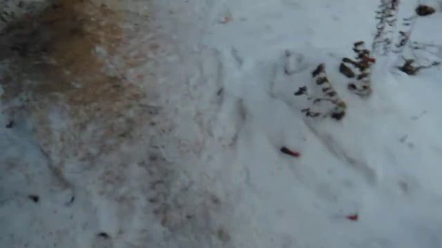 Курица села на яйца ! смотреть онлайн