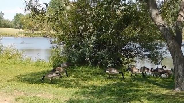 ПЕНИЕ ПЕТУХОВ И ДУШЕВНАЯ АТМОСФЕРА ДЕРЕВНИ ИСЦЕЛИТ ТЕЛО И  ДУШУ , И ВЕРНЁТ РАДОСТЬ БЫТИЯ.ЧАСТЬ № 1